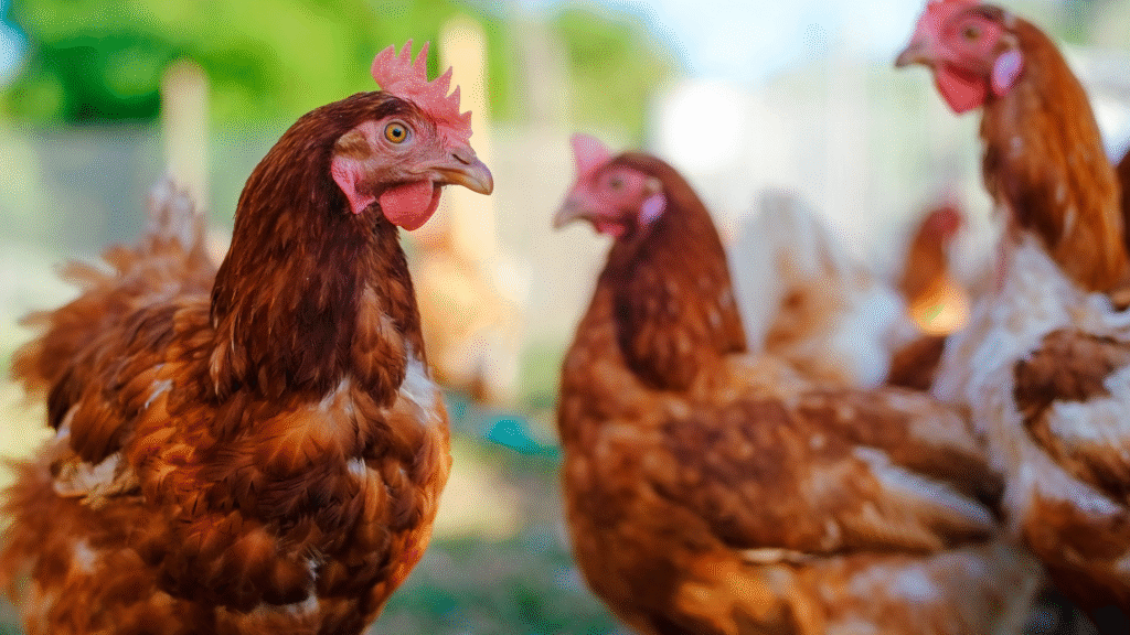 Por qué no ponen huevos mis gallinas