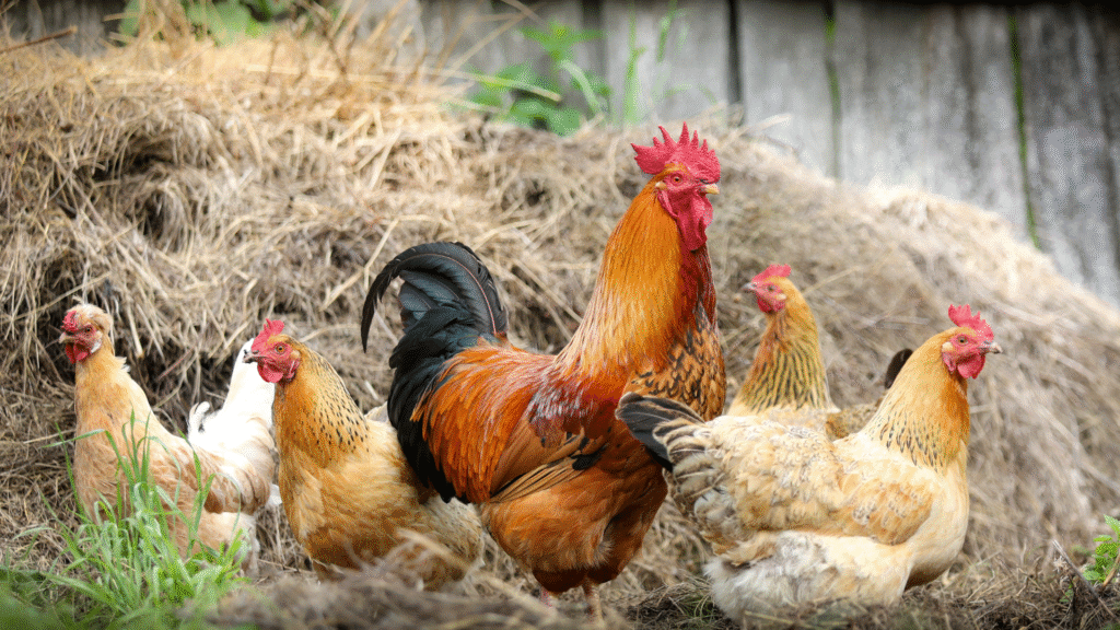 Por qué no ponen huevos mis gallinas