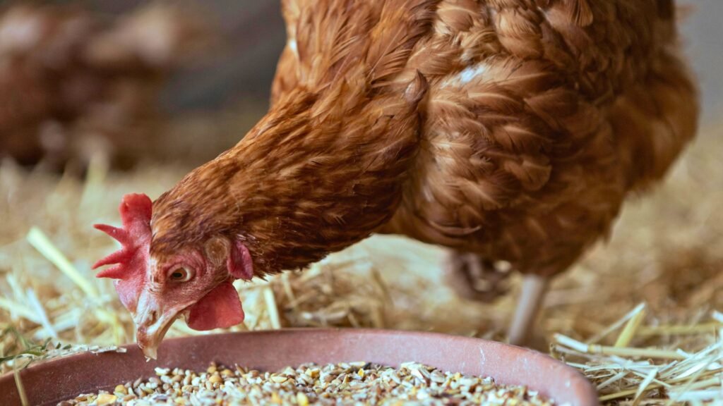Cómo hacer pienso casero para gallinas