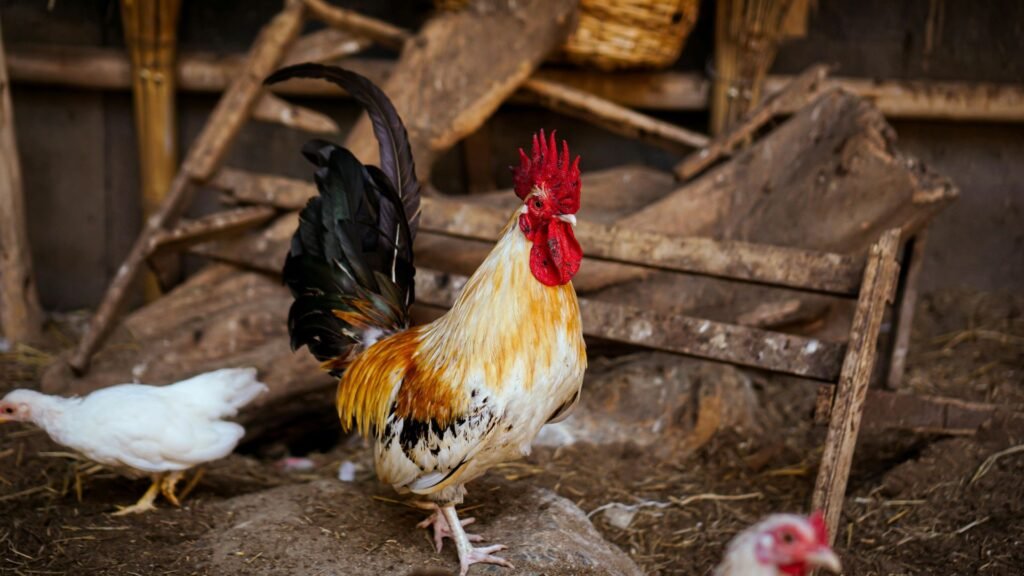 Gallos: mejores razas para tener en el gallinero