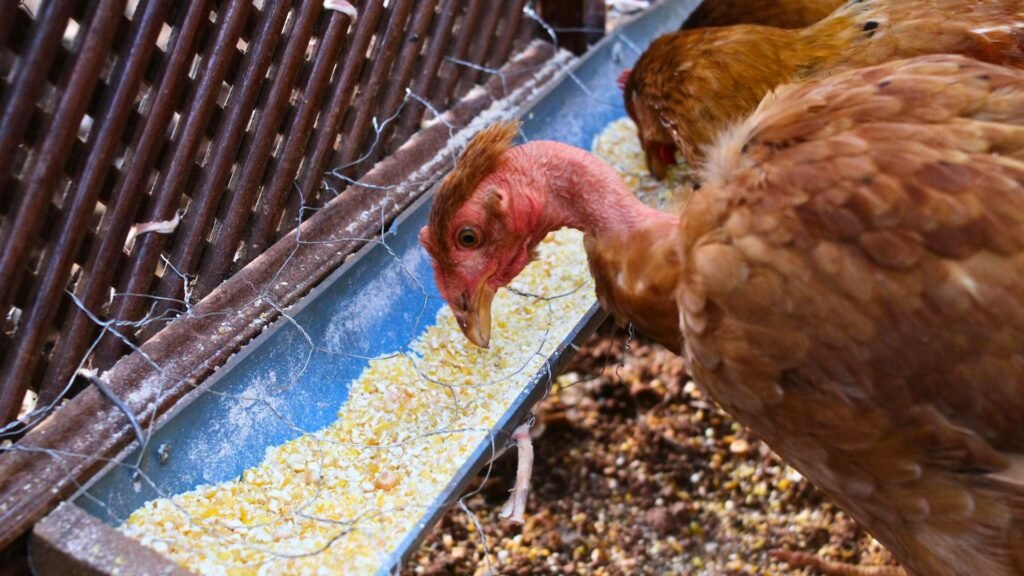 alimentación de gallinas en invierno