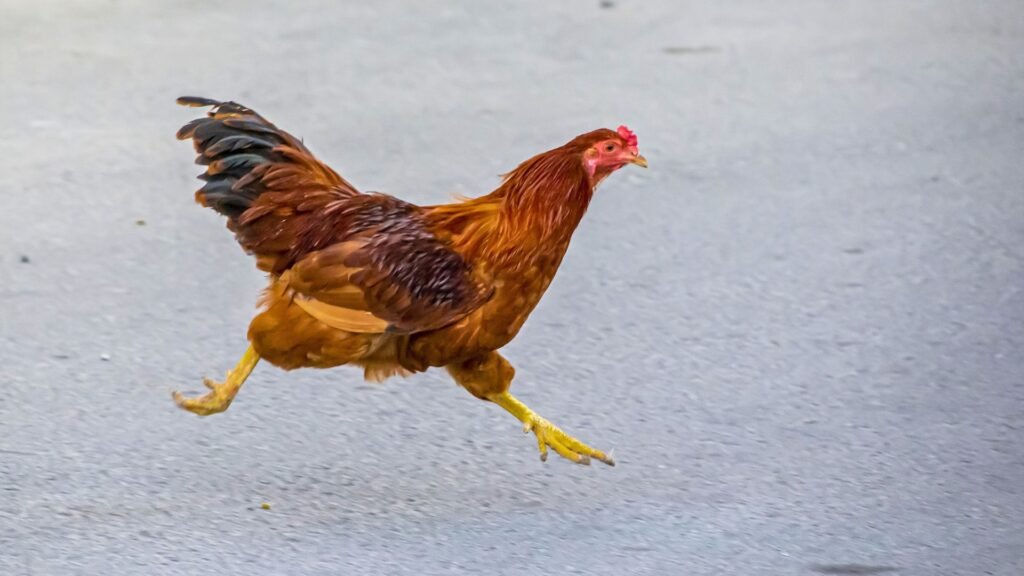 alimentos prohibidos para gallinas