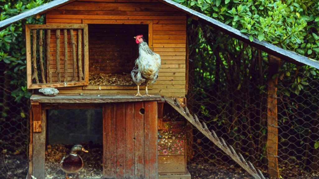 cómo construir un gallinero