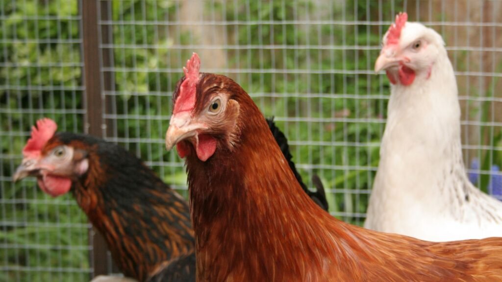 cómo elegir la raza de gallina según mi objetivo