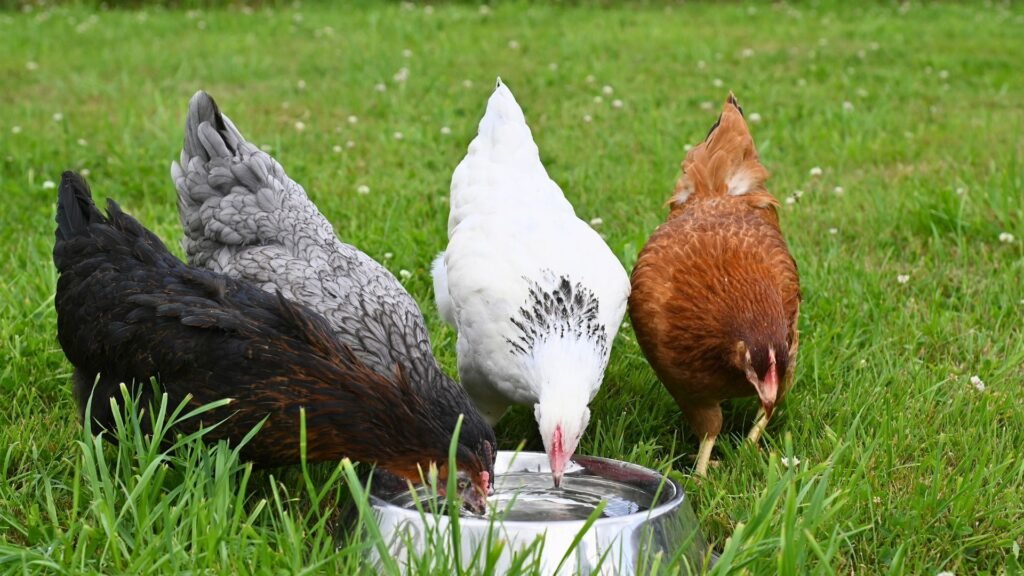 cuánta agua necesita una gallina al día