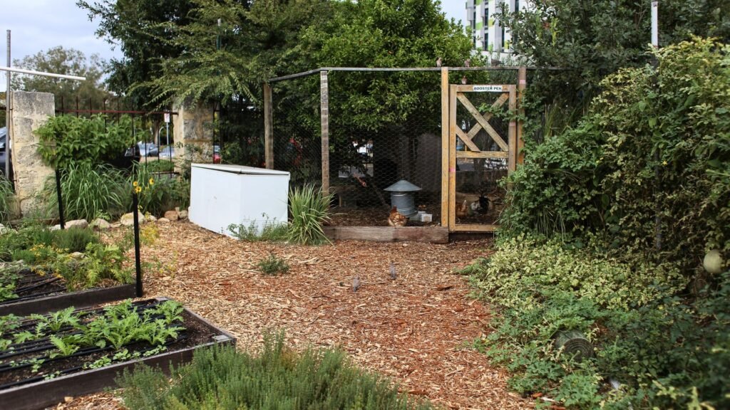 cultivar un huerto para alimentar a tus gallinas