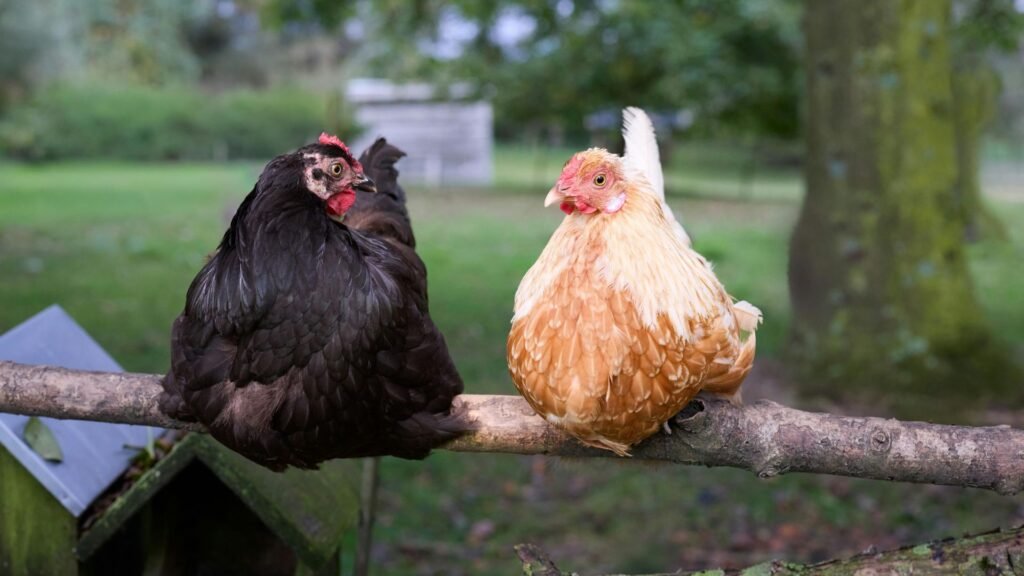 diferencias entre gallinas de raza y gallinas comunes