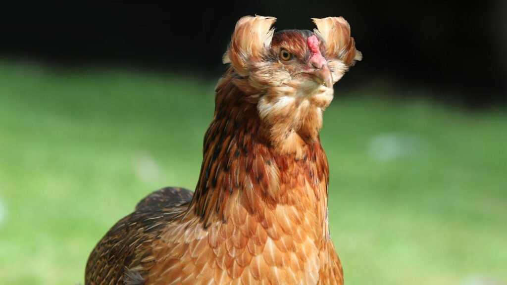 gallina Araucana