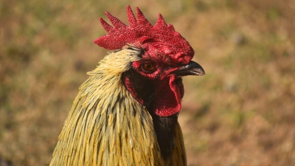 gallina Marans