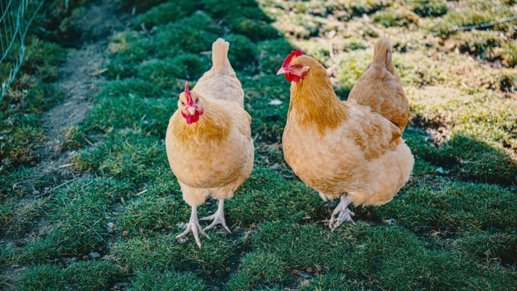 gallina Orpington