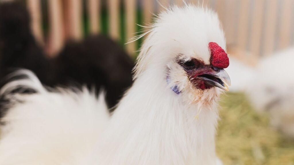 gallina Silkie