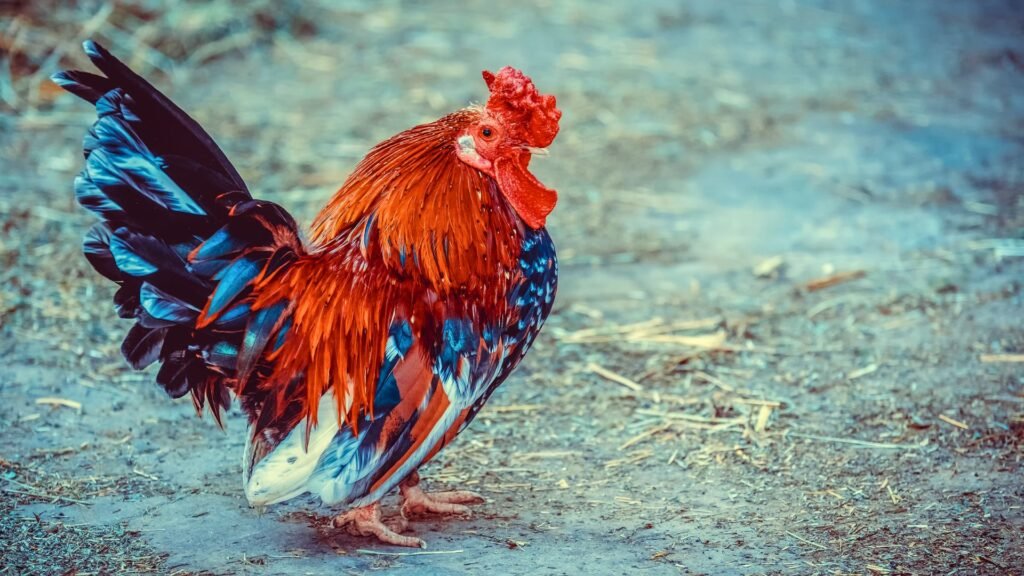 gallinas bantam