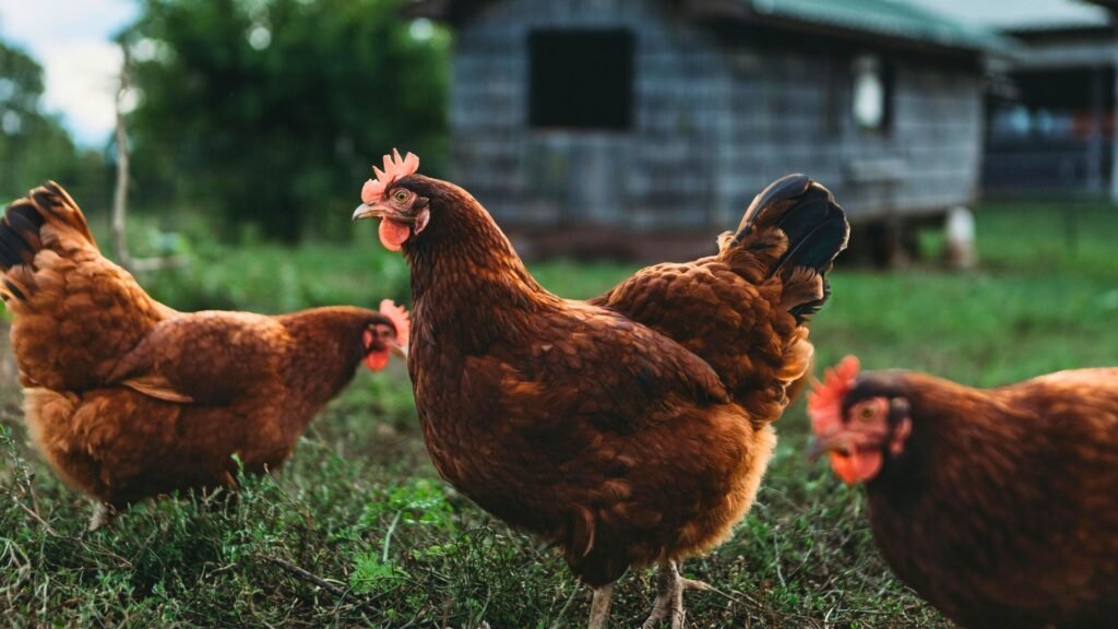 gallinas camperas razas recomendadas