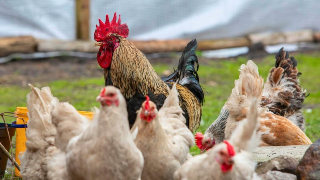 gallinas camperas vs gallinas de pienso