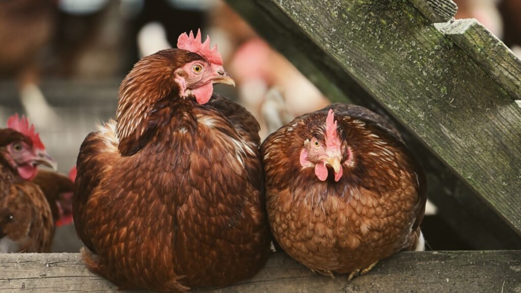 gallinas ornamentales