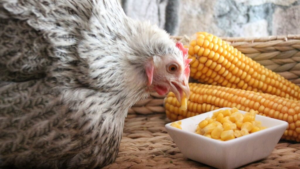 maíz para gallinas