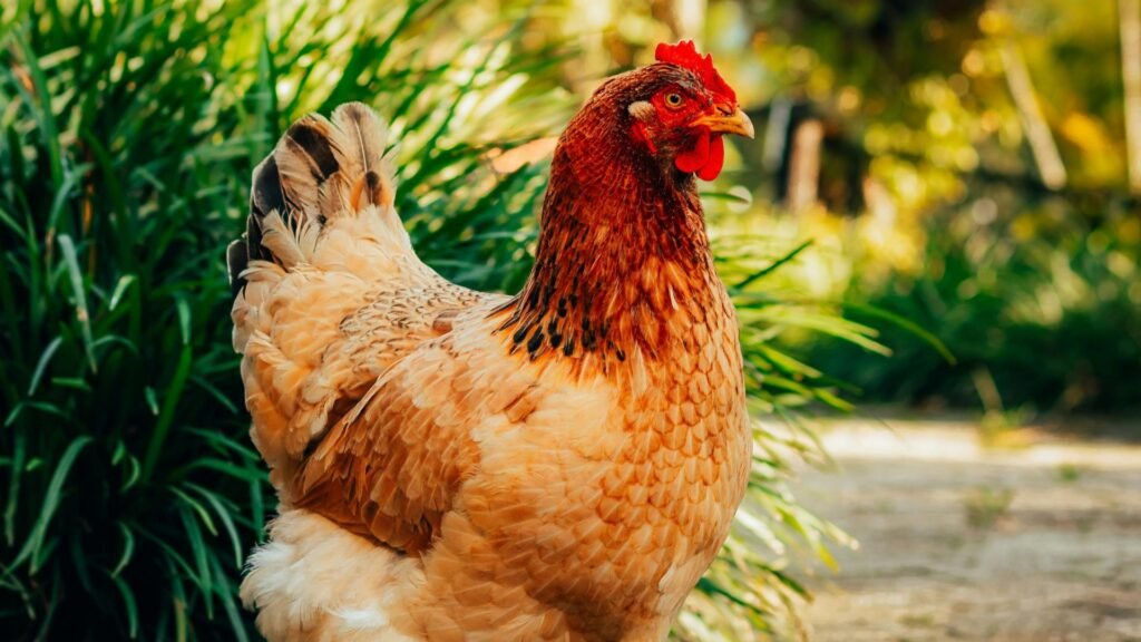 mejores razas de gallinas para climas cálidos