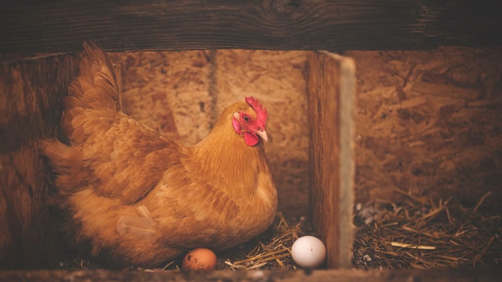 mejores razas de gallinas para climas fríos