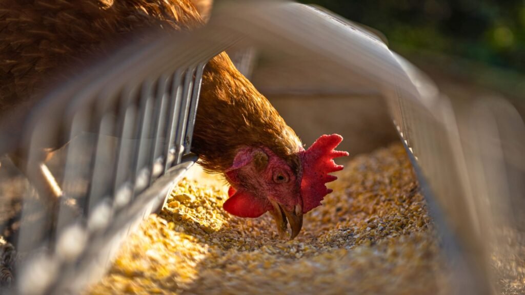 pienso para gallinas ponedoras