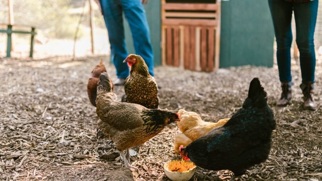 qué comen las gallinas ponedoras
