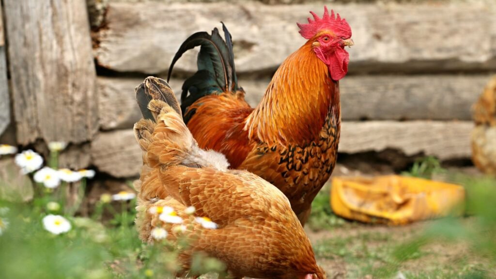 restos de cocina para gallinas
